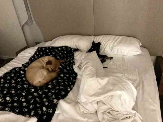 Juli shares his bed with little Flora, who is travelling from Murcia, Spain to her new adopted home in Sheen, London